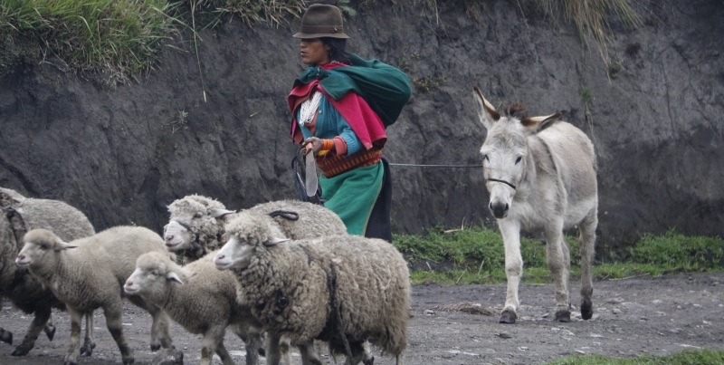 Animales