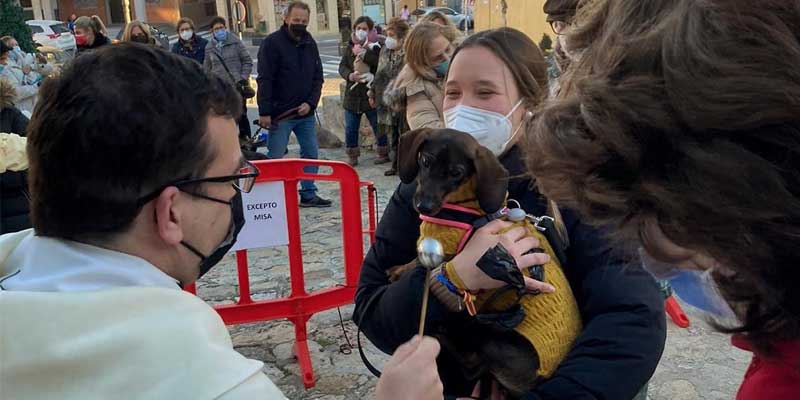 San anton el molar perro