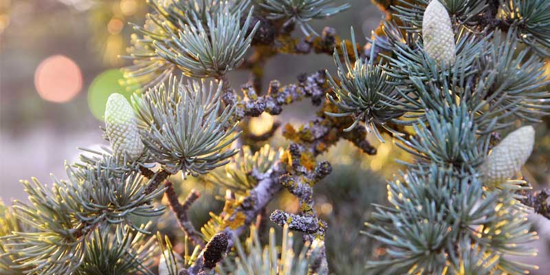 Oracion creacion arboles