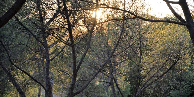 Oracion creacion bosque