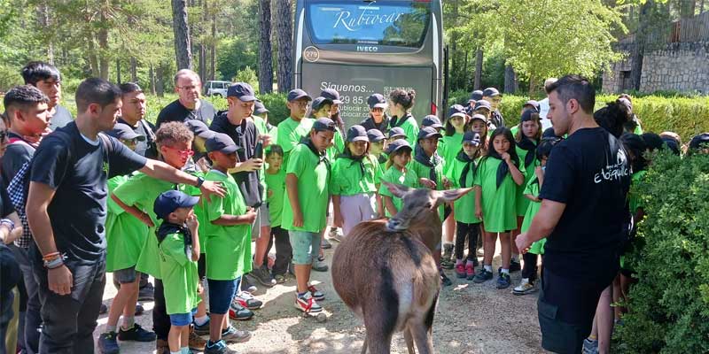 Campamento san juan de Dios ciervo