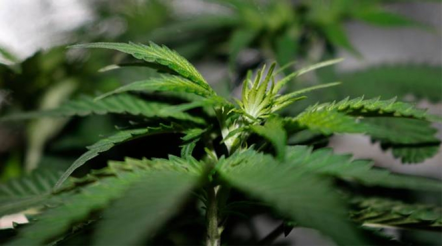 M&eacute;xico no podr&aacute; impedir corrupci&oacute;n por marihuana medicinal, advierte archidi&oacute;cesis