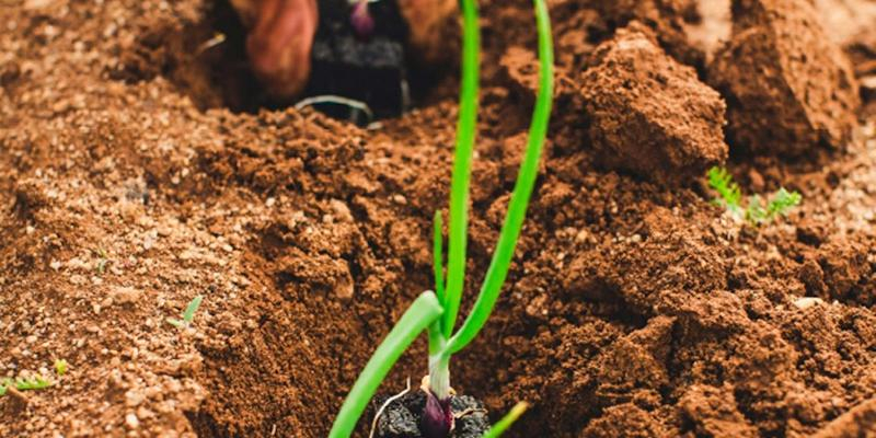 Seminario virtual de ecolog&iacute;a integral sobre agroindustria y cambio clim&aacute;tico