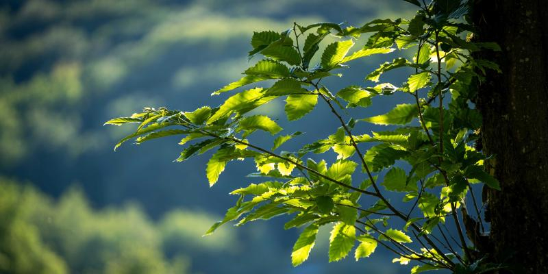 La Comisión Diocesana de Ecología Integral organiza un encuentro ecuménico en el Seminario Conciliar de Madrid: «Os invitamos a vivir con gozo el Tiempo de la Creación»