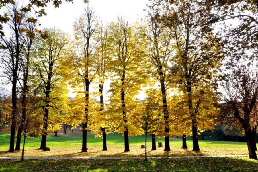 El Papa propone el cuidado de la creaci&oacute;n como obra de misericordia