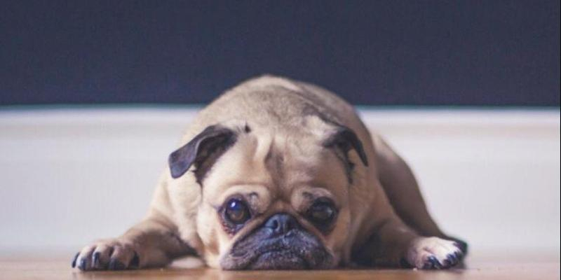 Mar&iacute;a Madre del Amor Hermoso de Villaverde Bajo honra este domingo a san Ant&oacute;n con bendici&oacute;n de mascotas