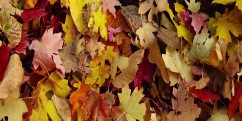 La iglesia en Madrid concluye el &#039;Tiempo de la creación&#039; con una salida a la Casa de Campo