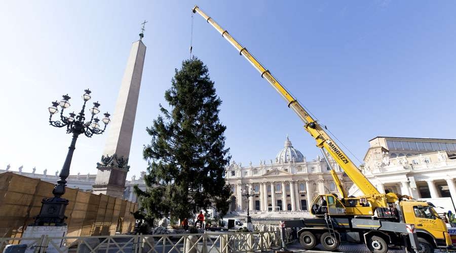 Vaticano: Árbol de Navidad regalado por Polonia se alza ya en San Pedro