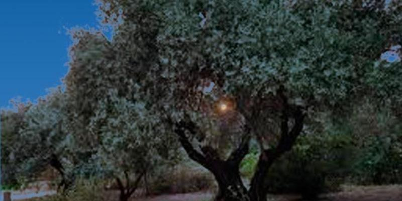 La Fundaci&oacute;n Olivar de Castillejo acoge un concierto de piano y voz a beneficio de la Fundaci&oacute;n Pan y Peces