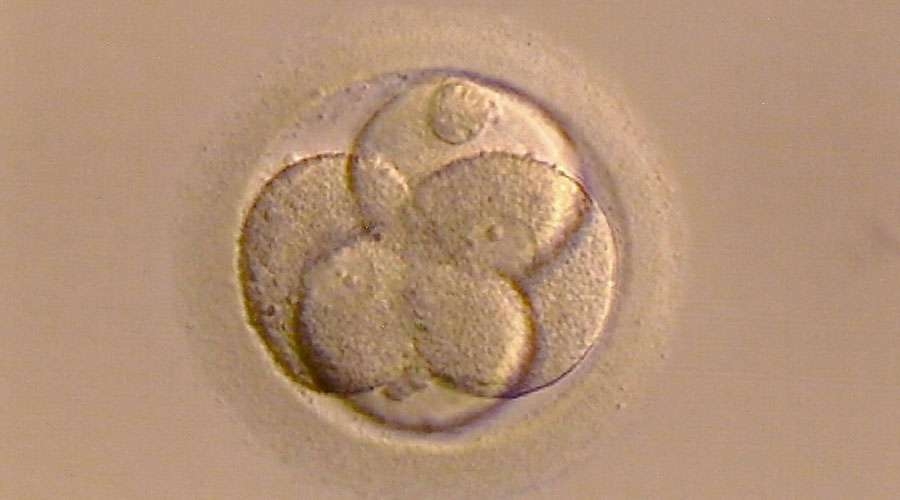 Gobierno de Estados Unidos reconocería que la vida humana empieza en la concepción