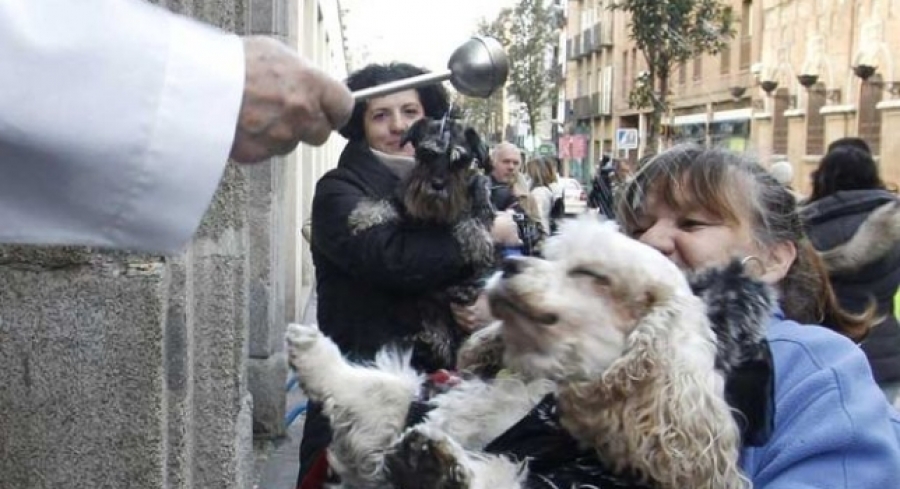La Iglesia de san Antón se prepara para la tradicional bendición de animales