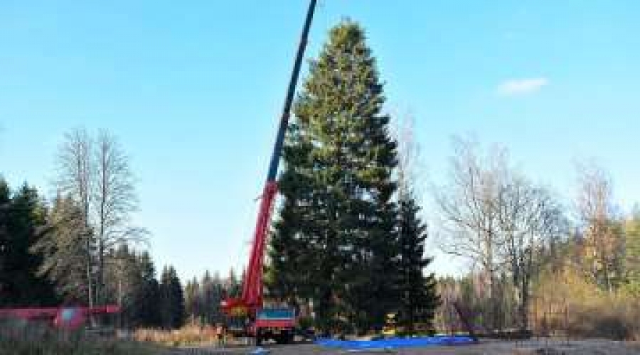 Regalan árbol de Navidad gigante al Papa Francisco y se dirige al Vaticano