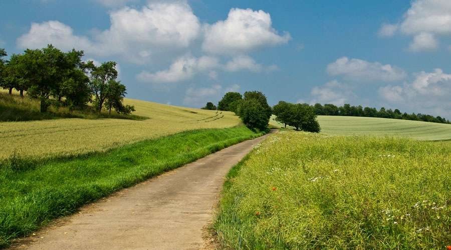 El Papa Francisco anima a luchar contra la desertificación y contribuir al bien común