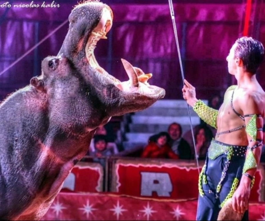 Limosner&iacute;a Apost&oacute;lica: Tarde de circo para las personas sin hogar